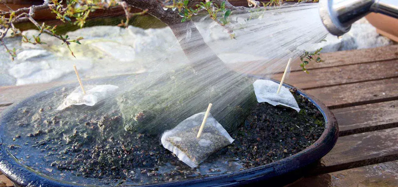 The Essential Guide to Watering Your Bonsai